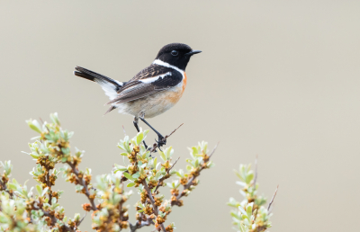 <i class='fa fa-user'></i> Hans Overduin |   Roodborsttapuit  <i class='fa fa-eye'> 228</i>  <i class='fa fa-thumbs-up'> 7</i>   <i class='fa fa-comment-o'> 14</i>