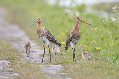 <i class='fa fa-user'></i> Gejo Wassink |   Grutto  <i class='fa fa-eye'> 170</i>  <i class='fa fa-thumbs-up'> 3</i>   <i class='fa fa-comment-o'> 19</i>