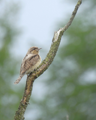 <i class='fa fa-user'></i> sieb |   Draaihals  <i class='fa fa-eye'> 335</i>  <i class='fa fa-thumbs-up'> 14</i>   <i class='fa fa-comment-o'> 16</i>