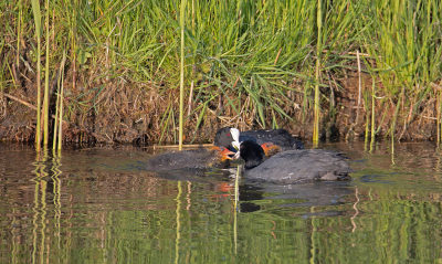 <i class='fa fa-user'></i> Erik van Ark |   Meerkoet  <i class='fa fa-eye'> 101</i>   <i class='fa fa-comment-o'> 17</i>