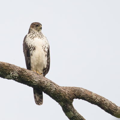 <i class='fa fa-user'></i> Paul van Giersbergen |   Zwarte Havik  <i class='fa fa-eye'> 192</i>  <i class='fa fa-thumbs-up'> 1</i>   <i class='fa fa-comment-o'> 2</i>