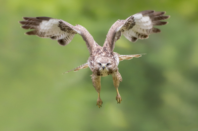 <i class='fa fa-user'></i> Raf Raeymaekers |   Buizerd  <i class='fa fa-eye'> 299</i>  <i class='fa fa-thumbs-up'> 8</i>   <i class='fa fa-comment-o'> 10</i>