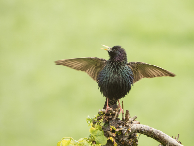 <i class='fa fa-user'></i> Truus Aletta Maan |   Spreeuw  <i class='fa fa-eye'> 206</i>  <i class='fa fa-thumbs-up'> 2</i>   <i class='fa fa-comment-o'> 8</i>