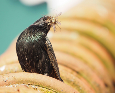 <i class='fa fa-user'></i> Truus Aletta Maan |   Spreeuw  <i class='fa fa-eye'> 100</i>   <i class='fa fa-comment-o'> 18</i>