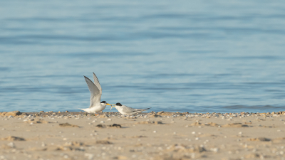 <i class='fa fa-user'></i> Conny Schotanus |   Dwergstern  <i class='fa fa-eye'> 107</i>   <i class='fa fa-comment-o'> 17</i>