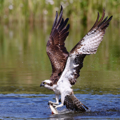 Wt een gaaf en uniek moment! De vogel dook van mij af om de vis te vangen, maar moest tegen de wind in weer opvliegen. Ik had mij zo opgesteld dat ik het opvliegen goed zou kunnen fotograferen.