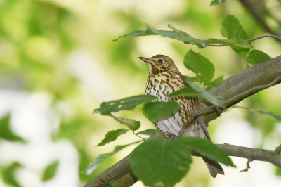 <i class='fa fa-user'></i> Gerard Visser |   Zanglijster  <i class='fa fa-eye'> 162</i>  <i class='fa fa-thumbs-up'> 2</i>   <i class='fa fa-comment-o'> 8</i>