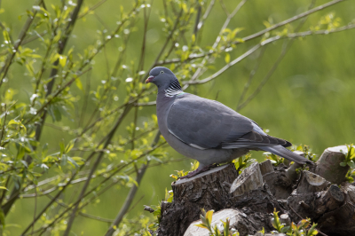 Hoewel ze zo veel voorkomen en je ze overal ziet, en zij dus ook veel mensen zien, zijn ze toch altijd snel vertrokken als je even wat dichterbij komt.
Deze bleef eindelijk eens lekker zitten op de kop van de Wilg aan de overkant van een smalle sloot. Zat even lekker in het zonnetje.