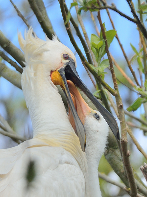 <i class='fa fa-user'></i> josephine |   Lepelaar  <i class='fa fa-eye'> 136</i>  <i class='fa fa-thumbs-up'> 1</i>   <i class='fa fa-comment-o'> 17</i>