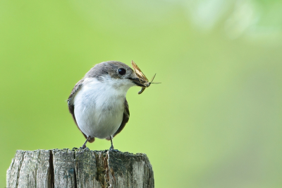 <i class='fa fa-user'></i> Ruud Scherpenisse |   Bonte Vliegenvanger  <i class='fa fa-eye'> 118</i>  <i class='fa fa-thumbs-up'> 3</i>   <i class='fa fa-comment-o'> 21</i>