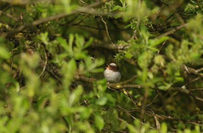 <i class='fa fa-user'></i> Ruben de Bruijn |   Staartmees  <i class='fa fa-eye'> 110</i>   <i class='fa fa-comment-o'> 16</i>