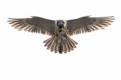 <i class='fa fa-user'></i> kevinhollmann |   Slechtvalk  <i class='fa fa-eye'> 272</i>  <i class='fa fa-thumbs-up'> 17</i>   <i class='fa fa-comment-o'> 18</i>