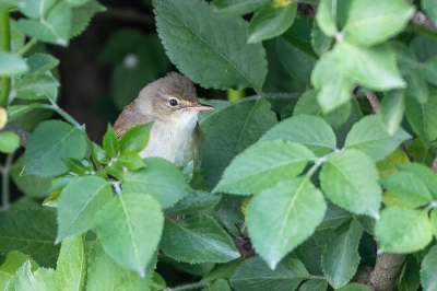 <i class='fa fa-user'></i> Peter Boltjes |   Bosrietzanger  <i class='fa fa-eye'> 174</i>  <i class='fa fa-thumbs-up'> 6</i>   <i class='fa fa-comment-o'> 3</i>