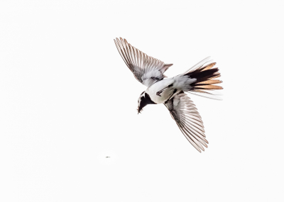 <i class='fa fa-user'></i> Katoo |   Witte Kwikstaart  <i class='fa fa-eye'> 127</i>  <i class='fa fa-thumbs-up'> 3</i>   <i class='fa fa-comment-o'> 19</i>