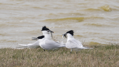 <i class='fa fa-user'></i> Gert-Jan Cromwijk |   Grote Stern  <i class='fa fa-eye'> 113</i>  <i class='fa fa-thumbs-up'> 2</i>   <i class='fa fa-comment-o'> 19</i>