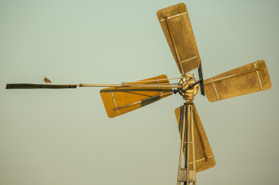 <i class='fa fa-user'></i> Annie Keizer |   Watersnip  <i class='fa fa-eye'> 324</i>  <i class='fa fa-thumbs-up'> 15</i>   <i class='fa fa-comment-o'> 16</i>