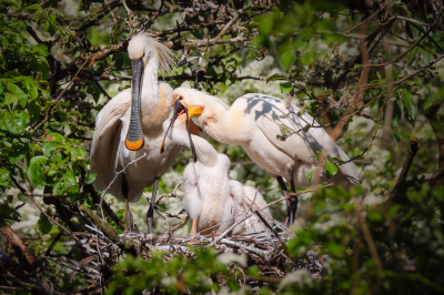 <i class='fa fa-user'></i> Vincent Vuik |   Lepelaar  <i class='fa fa-eye'> 176</i>  <i class='fa fa-thumbs-up'> 11</i>   <i class='fa fa-comment-o'> 21</i>