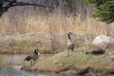 <i class='fa fa-user'></i> jan Luit |   Grote Canadese Gans  <i class='fa fa-eye'> 112</i>  <i class='fa fa-thumbs-up'> 1</i>   <i class='fa fa-comment-o'> 16</i>
