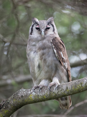 <i class='fa fa-user'></i> Paul van Giersbergen |   Verreaux' Oehoe  <i class='fa fa-eye'> 246</i>   <i class='fa fa-comment-o'> 2</i>
