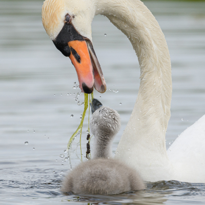 <i class='fa fa-user'></i> Wil Doorn-Meijne |   Knobbelzwaan  <i class='fa fa-eye'> 126</i>  <i class='fa fa-thumbs-up'> 5</i>   <i class='fa fa-comment-o'> 19</i>