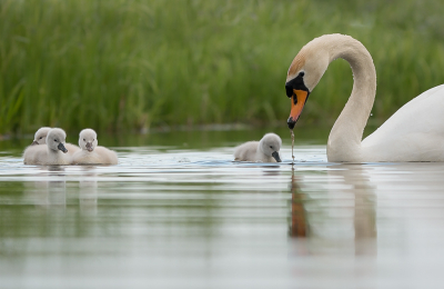 <i class='fa fa-user'></i> GerardvanDam |   Knobbelzwaan  <i class='fa fa-eye'> 109</i>  <i class='fa fa-thumbs-up'> 5</i>   <i class='fa fa-comment-o'> 17</i>