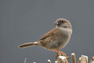 <i class='fa fa-user'></i> RTL |   Heggenmus  <i class='fa fa-eye'> 117</i>  <i class='fa fa-thumbs-up'> 1</i>   <i class='fa fa-comment-o'> 16</i>