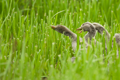 <i class='fa fa-user'></i> anevanrees |   Grauwe Gans  <i class='fa fa-eye'> 102</i>  <i class='fa fa-thumbs-up'> 1</i>   <i class='fa fa-comment-o'> 15</i>