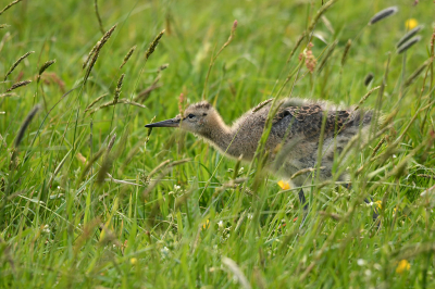 <i class='fa fa-user'></i> Eric Gibcus |   Grutto  <i class='fa fa-eye'> 97</i>   <i class='fa fa-comment-o'> 16</i>