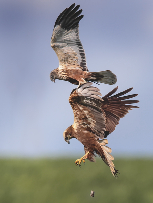 <i class='fa fa-user'></i> Ben Reitsma |   Bruine Kiekendief  <i class='fa fa-eye'> 205</i>  <i class='fa fa-thumbs-up'> 14</i>   <i class='fa fa-comment-o'> 19</i>