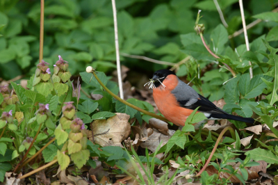 <i class='fa fa-user'></i> erwinhamer |   Goudvink  <i class='fa fa-eye'> 106</i>   <i class='fa fa-comment-o'> 15</i>