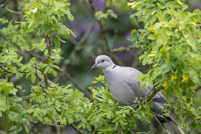 Gewoon een leuk, fris lenteplaatje in eigen tuin, waar mijn oog op viel vanuit de huiskamer. Dus genomen door dubbelglas. Meteen een mooie oefening met mijn nieuwe camera.