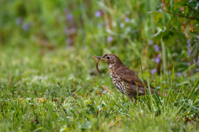 <i class='fa fa-user'></i> lodder |   Zanglijster  <i class='fa fa-eye'> 95</i>  <i class='fa fa-thumbs-up'> 1</i>   <i class='fa fa-comment-o'> 16</i>