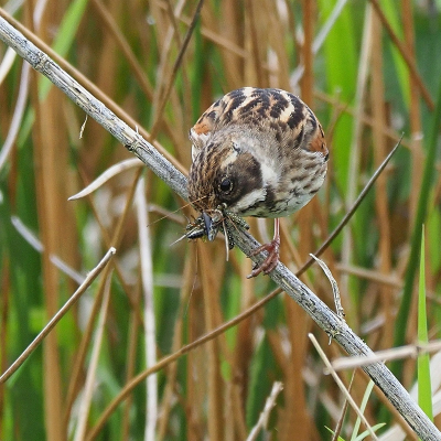 <i class='fa fa-user'></i> corvanspijk |   Rietgors  <i class='fa fa-eye'> 104</i>   <i class='fa fa-comment-o'> 16</i>