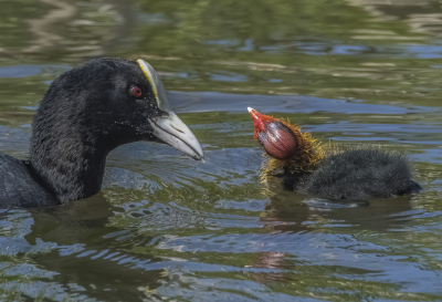 <i class='fa fa-user'></i> PeterBoers |   Meerkoet  <i class='fa fa-eye'> 104</i>  <i class='fa fa-thumbs-up'> 2</i>   <i class='fa fa-comment-o'> 17</i>