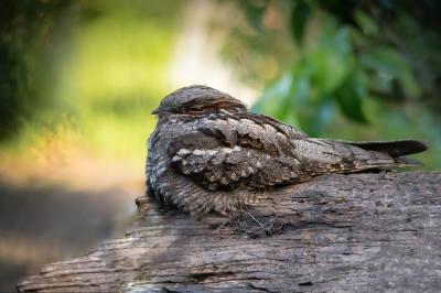 <i class='fa fa-user'></i> Vincent Vuik |   Nachtzwaluw  <i class='fa fa-eye'> 658</i>  <i class='fa fa-thumbs-up'> 47</i>   <i class='fa fa-comment-o'> 28</i>