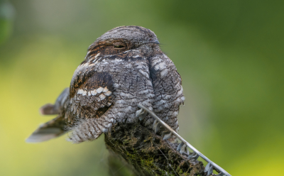 <i class='fa fa-user'></i> Hans Overduin |   Nachtzwaluw  <i class='fa fa-eye'> 528</i>  <i class='fa fa-thumbs-up'> 27</i>   <i class='fa fa-comment-o'> 17</i>