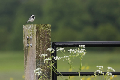 <i class='fa fa-user'></i> hjstukker |   Witte Kwikstaart  <i class='fa fa-eye'> 104</i>  <i class='fa fa-thumbs-up'> 1</i>   <i class='fa fa-comment-o'> 16</i>