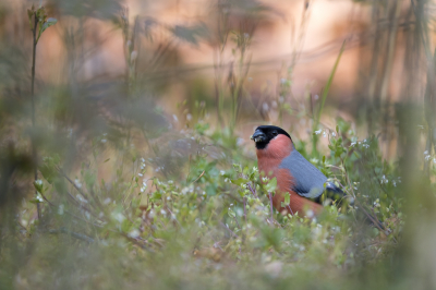 <i class='fa fa-user'></i> Gert-Jan Cromwijk |   Goudvink  <i class='fa fa-eye'> 306</i>  <i class='fa fa-thumbs-up'> 20</i>   <i class='fa fa-comment-o'> 14</i>