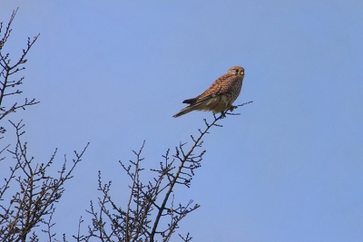 Mijn eerste vogel foto op Birdpix. Ik kwam deze torenvalk tegen in een boom onderweg. Even gestopt om deze te proberen te fotograferen. We konde redelijk dicht bij komen. Foto is gemaakt met een Canon Eos 10D - Sigma 70-300mm APO