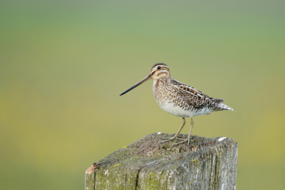 <i class='fa fa-user'></i> horneman69 |   Watersnip  <i class='fa fa-eye'> 301</i>  <i class='fa fa-thumbs-up'> 14</i>   <i class='fa fa-comment-o'> 8</i>