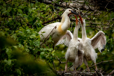 Lepelaars met jongen. Foto genomen in een klein arboretum, gelegen tussen stad en platteland.