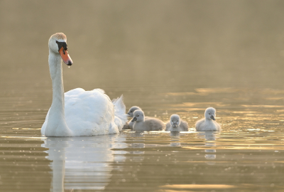 <i class='fa fa-user'></i> Johan G |   Knobbelzwaan  <i class='fa fa-eye'> 224</i>  <i class='fa fa-thumbs-up'> 10</i>   <i class='fa fa-comment-o'> 9</i>