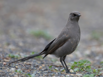 <i class='fa fa-user'></i> Paul van Giersbergen |   Grijze Glansspreeuw  <i class='fa fa-eye'> 140</i>  <i class='fa fa-thumbs-up'> 1</i>   <i class='fa fa-comment-o'> 2</i>