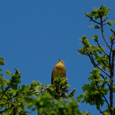 Op natuurbegraafplaats Maashorst liet deze Geelgors zich uitbundig de 5e symfonie van Beethoven horen. Tijdstip: rond half 1