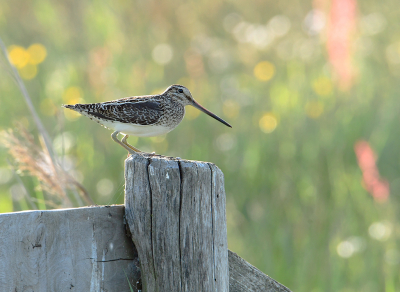 <i class='fa fa-user'></i> henkdikkers |   Watersnip  <i class='fa fa-eye'> 219</i>  <i class='fa fa-thumbs-up'> 15</i>   <i class='fa fa-comment-o'> 13</i>