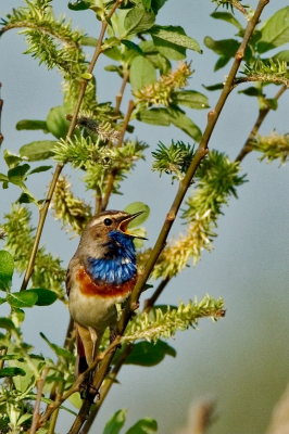 In natuurgebied Het Bossche Broek zat deze Blauwborst uitbundig te zingen. Door de ochtendzon komen de kleuren mooi naar voren.