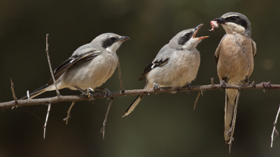 <i class='fa fa-user'></i> Boudewijn Schreiner |   Iberische Klapekster  <i class='fa fa-eye'> 306</i>  <i class='fa fa-thumbs-up'> 14</i>   <i class='fa fa-comment-o'> 9</i>