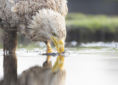 <i class='fa fa-user'></i> natuurflits |   Zeearend  <i class='fa fa-eye'> 439</i>  <i class='fa fa-thumbs-up'> 27</i>   <i class='fa fa-comment-o'> 20</i>