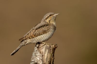 <i class='fa fa-user'></i> Rijn Bcude |   Draaihals  <i class='fa fa-eye'> 515</i>  <i class='fa fa-thumbs-up'> 51</i>   <i class='fa fa-comment-o'> 26</i>