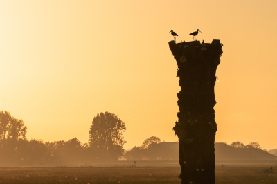 <i class='fa fa-user'></i> RoelfGK |   Grutto  <i class='fa fa-eye'> 193</i>  <i class='fa fa-thumbs-up'> 11</i>   <i class='fa fa-comment-o'> 9</i>